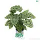 Stromanthe Veitchiana: Vibrant Foliage, Exotic Beauty 1