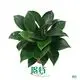 Philodendron Green Princess - Buy Now! 1