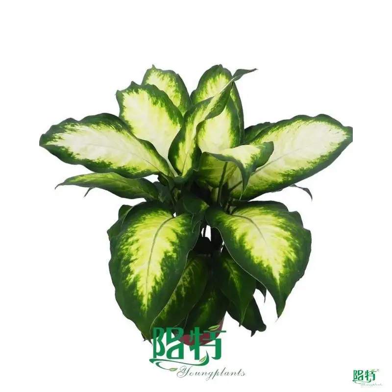Dieffenbachia Camille: Gorgeous Ornamental Foliage Plant 1