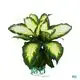 Dieffenbachia Camille: Gorgeous Ornamental Foliage Plant 1