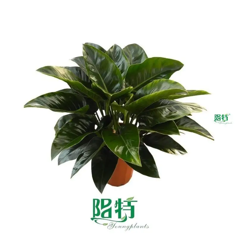 Rare Philodendron Millions: Gloriosum Seedling 1