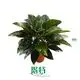 Rare Philodendron Millions: Gloriosum Seedling 1