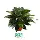 Philodendron Millions: Aesthetic, Low Light Adaptation, Wide Variety 1