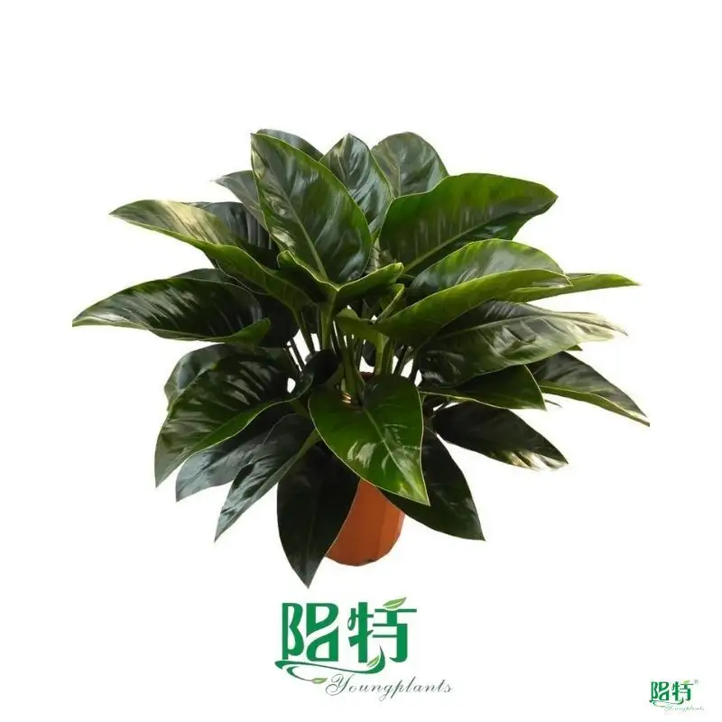 Philodendron Millions: Low Light Adaptation & Endurance 1