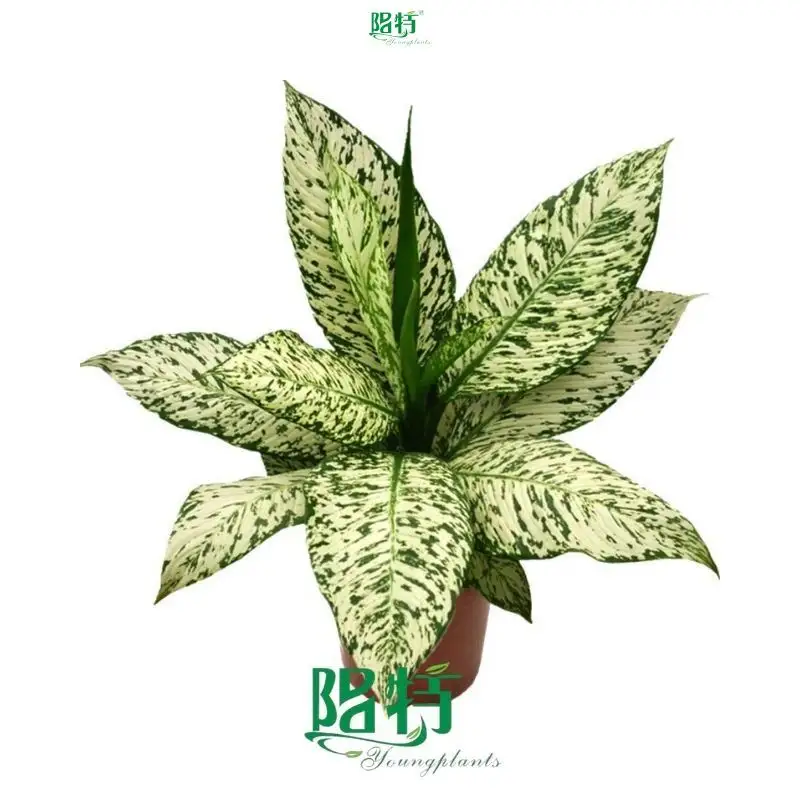 Dieffenbachia White Etna: Stunning Ornamental Foliage 1