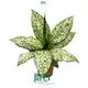 Dieffenbachia White Etna: Stunning Ornamental Foliage 1