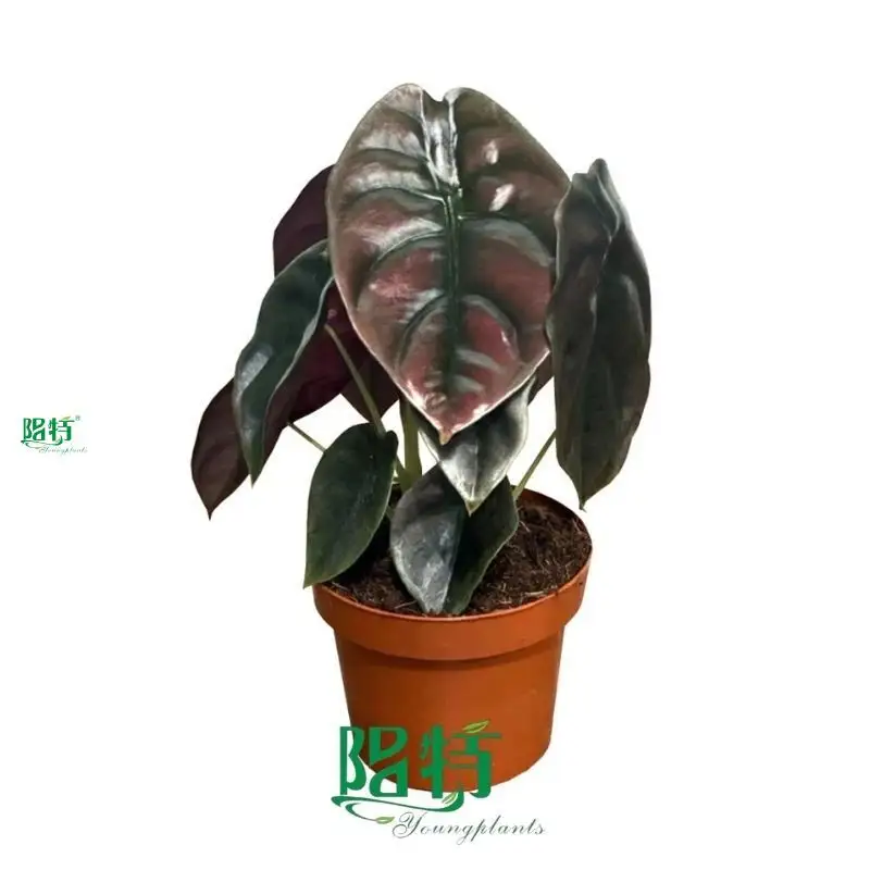 Alocasia Portodora: Superior Variety for Ornamental Plants 1