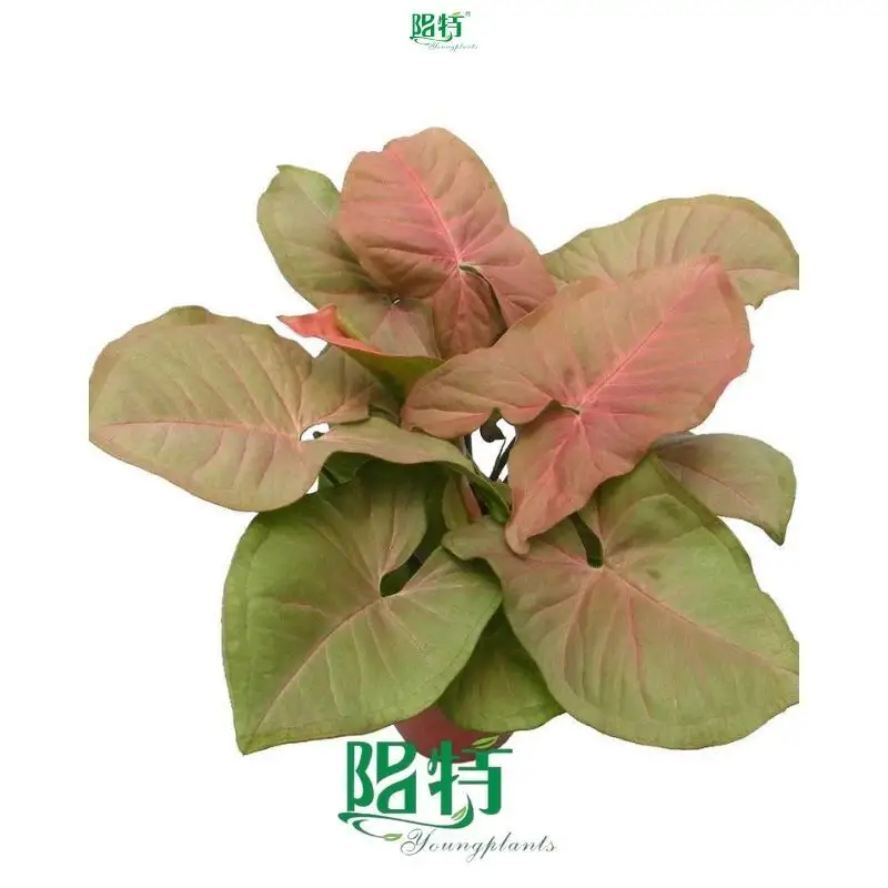 Syngonium Neon: Mature Tissue Culture Plants 1