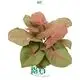 Syngonium Neon: Mature Tissue Culture Plants 1