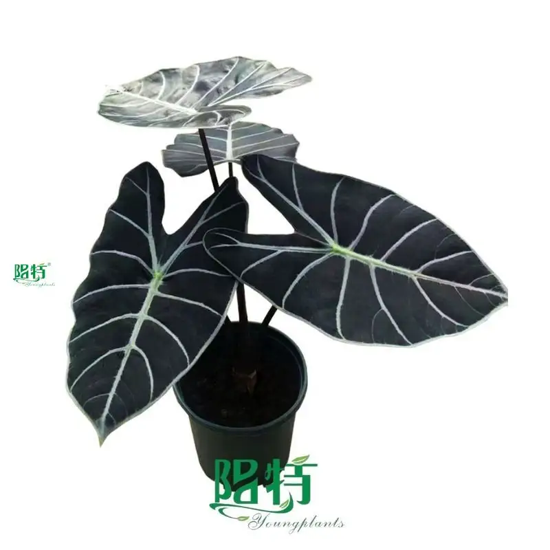Alocasia Portodora: High-Quality Ornamental Plant Variety 1