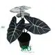 Alocasia Portodora: High-Quality Ornamental Plant Variety 1