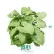 Syngonium Podophyllum 'Snow White' Tissue Culture Plants - Reserve Now! 1