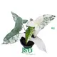 Syngonium Podophyllum Arrow - Mature Tissue Culture Plants 1
