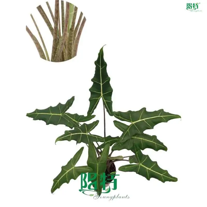 Alocasia 'Sarian' - Technology-driven Ornamental Plants 1