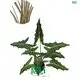 Alocasia 'Sarian' - Technology-driven Ornamental Plants 1