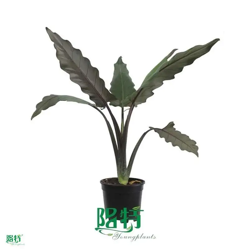 Alocasia Lauterbachiana: Superior Ornamental Plant for You 1