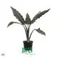Alocasia Lauterbachiana: Superior Ornamental Plant for You 1