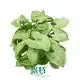 Syngonium Variety Tissue Culture Plants - Start Reservation Now! 1