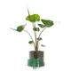 Alocasia Macrorrhizos 'Stingray' - Superior Ornamental Plant 1