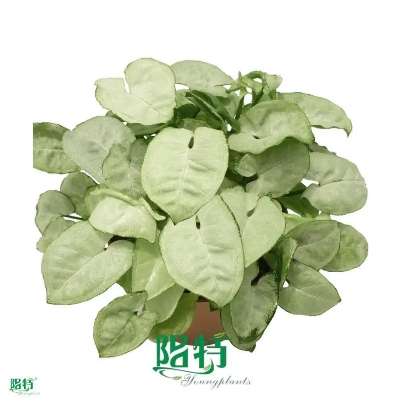 Syngonium 'Silver Butterfly' Tissue Culture Plants - Propagating Arrowhead Plant 1