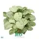 Syngonium 'Silver Butterfly' Tissue Culture Plants - Propagating Arrowhead Plant 1