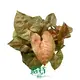 Syngonium Podophyllum Variegated - Mature Tissue Culture Plants 1