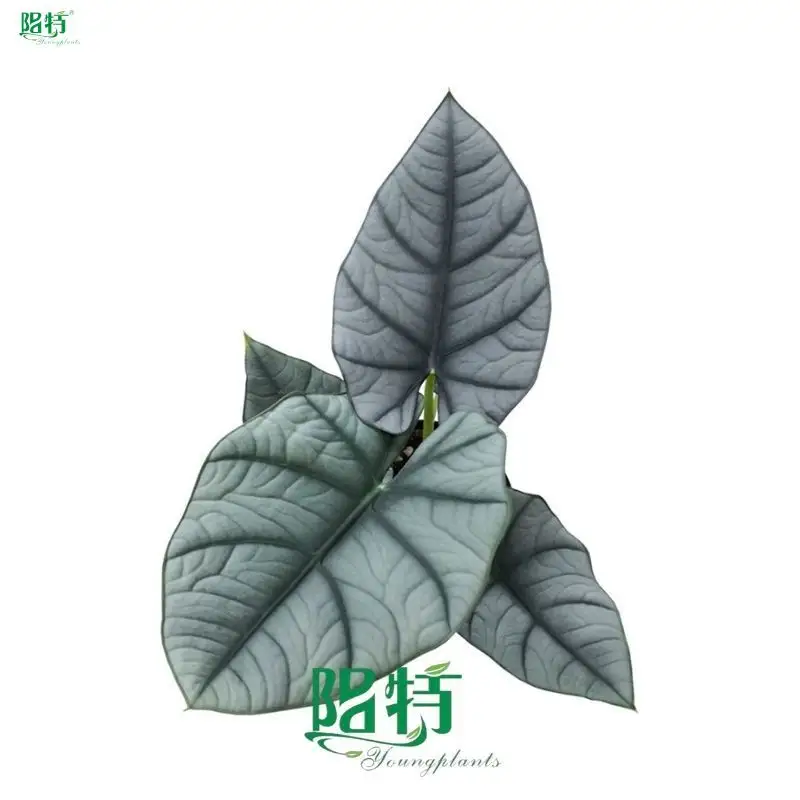 Alocasia Macrorrhizos: Premium Ornamental Plants for Gorgeous Decor 1