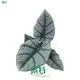 Alocasia Macrorrhizos: Premium Ornamental Plants for Gorgeous Decor 1