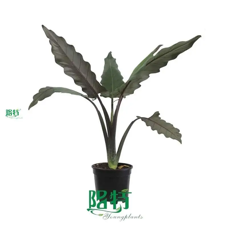 Alocasia Scalprum: Superior Variety for Ornamental Plants 1