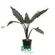 Alocasia Scalprum: Superior Variety for Ornamental Plants 1