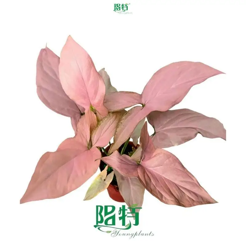 High-Quality Syngonium Podophyllum 'Maya Red' Tissue Culture Plants 1