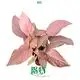 High-Quality Syngonium Podophyllum 'Maya Red' Tissue Culture Plants 1