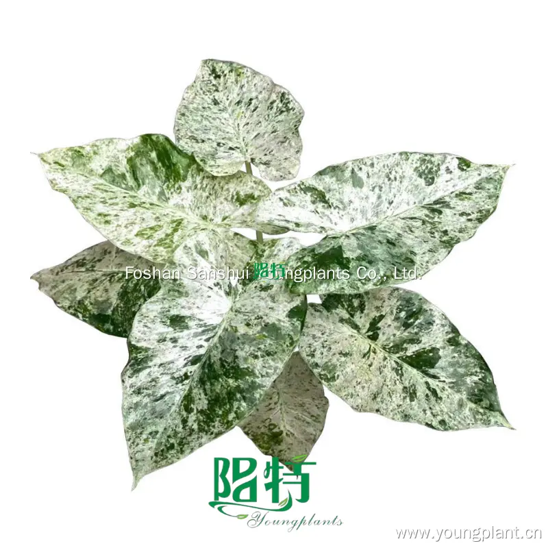 Alocasia Odora 'Batik' - Ornamental Plant with Free Care Support 1