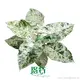 Alocasia Odora 'Batik' - Ornamental Plant with Free Care Support 1