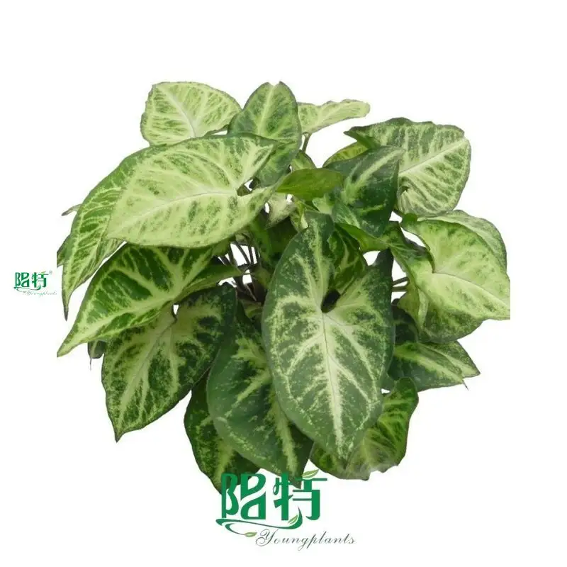 Premium Variegated Arrowhead Syngonium Tissue Culture Plants - Reserve Now! 1