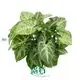Premium Variegated Arrowhead Syngonium Tissue Culture Plants - Reserve Now! 1