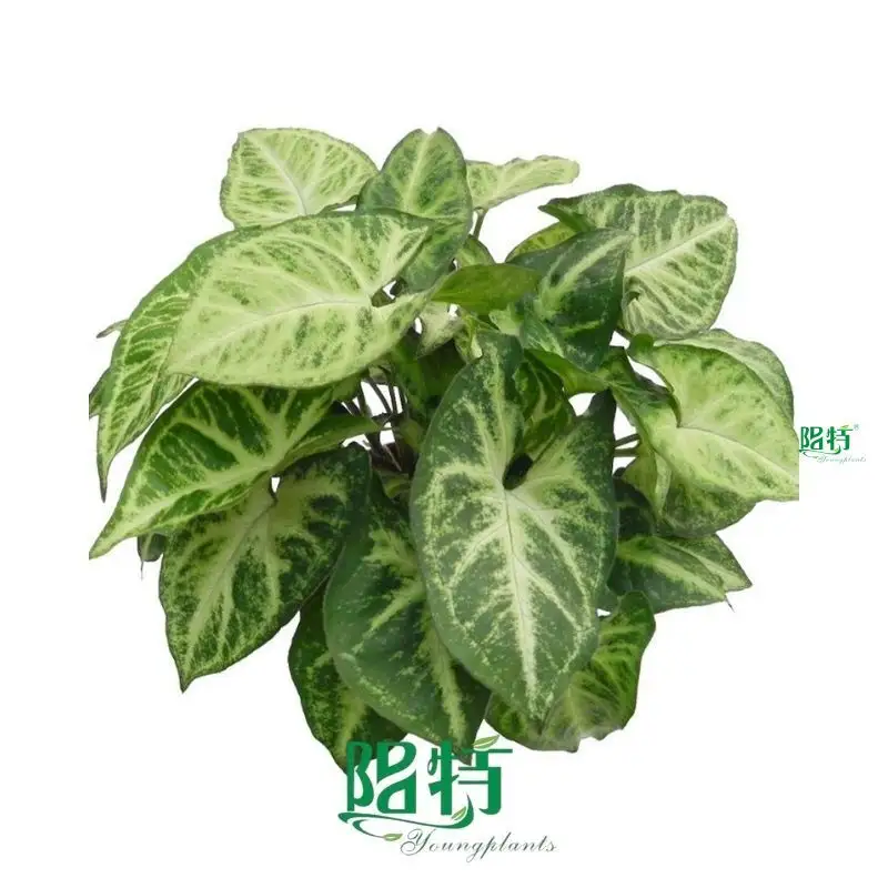 Syngonium 'Robusta' Tissue Culture Plants - Reserve Now! 1