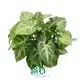 Syngonium 'Robusta' Tissue Culture Plants - Reserve Now! 1