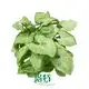 Syngonium Tissue Culture Plants - Reserve Yours Now! 1