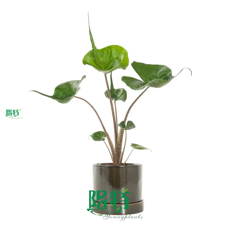 Alocasia Wentii: Superior Ornamental Plant for You 1