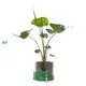 Alocasia Wentii: Superior Ornamental Plant for You 1