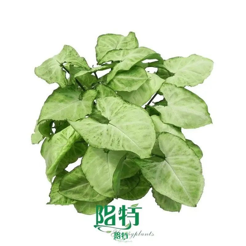 Syngonium 'Snow White' Tissue Culture Plants - Reserve Now! 1