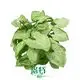 Syngonium 'Snow White' Tissue Culture Plants - Reserve Now! 1