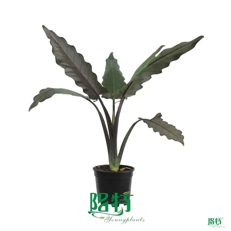 Alocasia Lauterbachiana - Superior Colored Plants 1