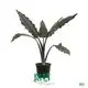 Alocasia Lauterbachiana - Superior Colored Plants 1