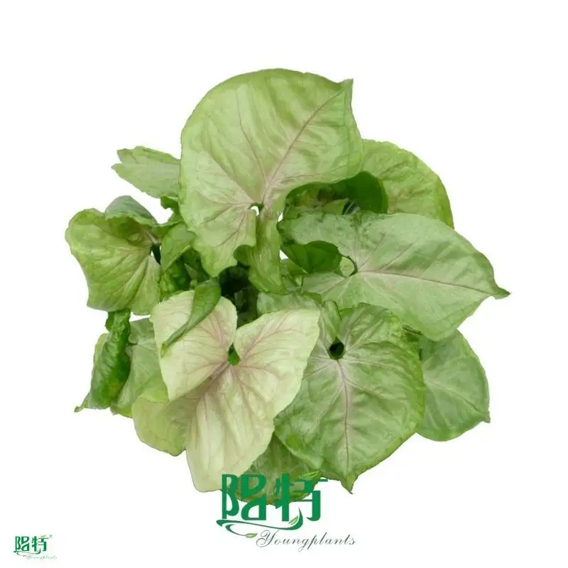 Syngonium Tissue Culture Plants - Order Now for Premium Varieties! 1