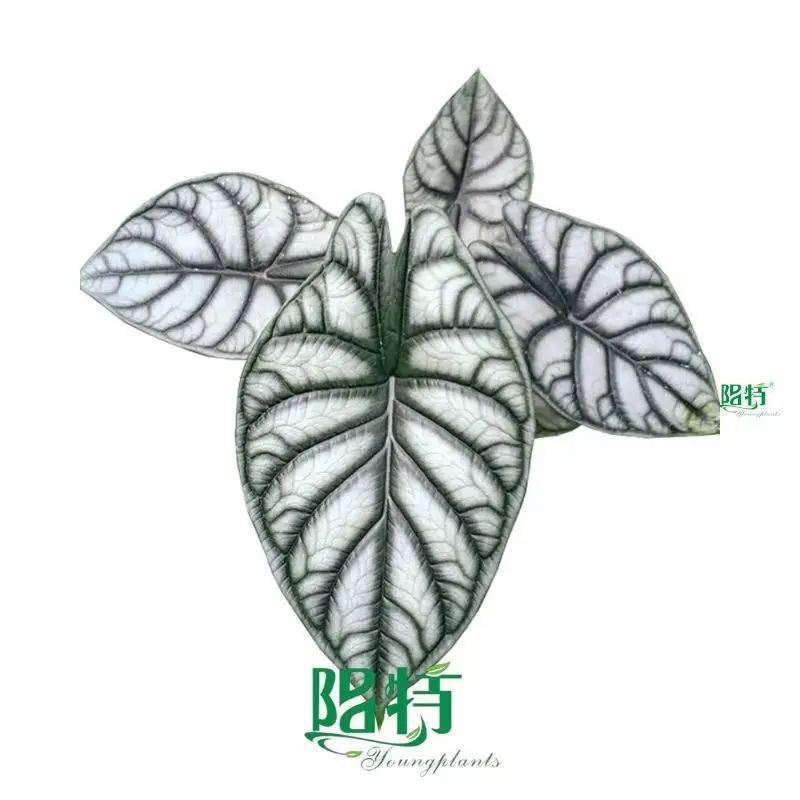 Silver Dragon Alocasia - Superior Resources for Ornamental Plants 1