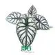 Silver Dragon Alocasia - Superior Resources for Ornamental Plants 1