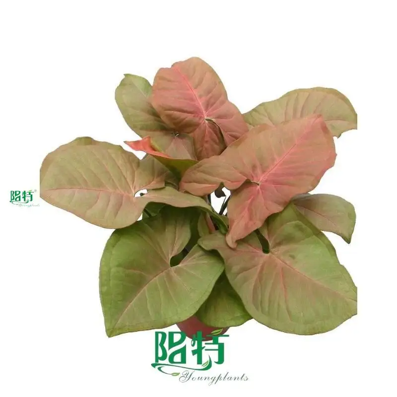 Syngonium Neon Tissue Culture Plants - Preorder Now! 1