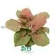 Syngonium Neon Tissue Culture Plants - Preorder Now! 1